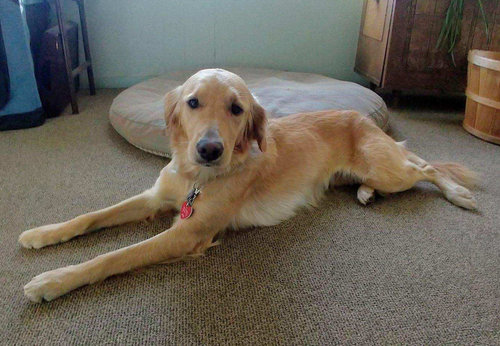 Paws for Tales Therapy Dog, Fergie