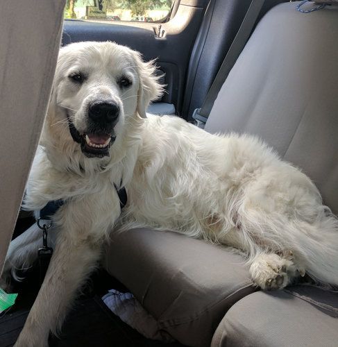 Paws for Tales therapy dog, Finley