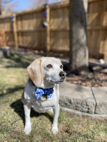 Paws for Tales Therapy Dog, Jack