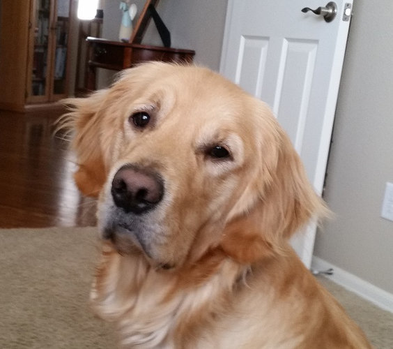 Paws for Tales Therapy Dog, Louie