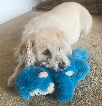 Paws for Tales Therapy Dog, Rosie