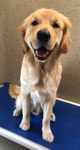 Paws for Tales Therapy Dog, Louie