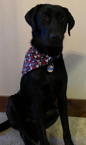 Leddy, Paws for Tales Therapy Dog