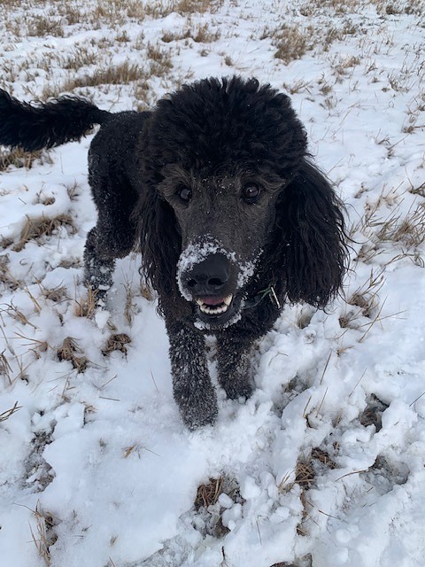 Paws for Tales Therapy Dog, Wasabi