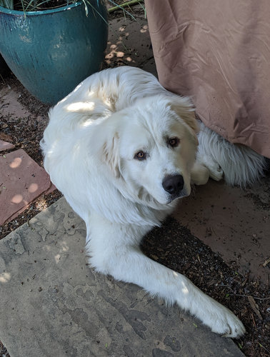 Paws for Tales Therapy Dog, Henry