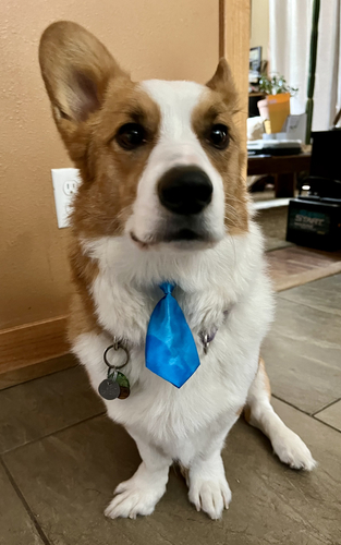 Rueben, Paws for Tales Therapy Dog