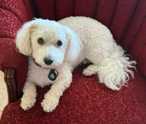 Jamie, Paws for Tales Therapy Dog