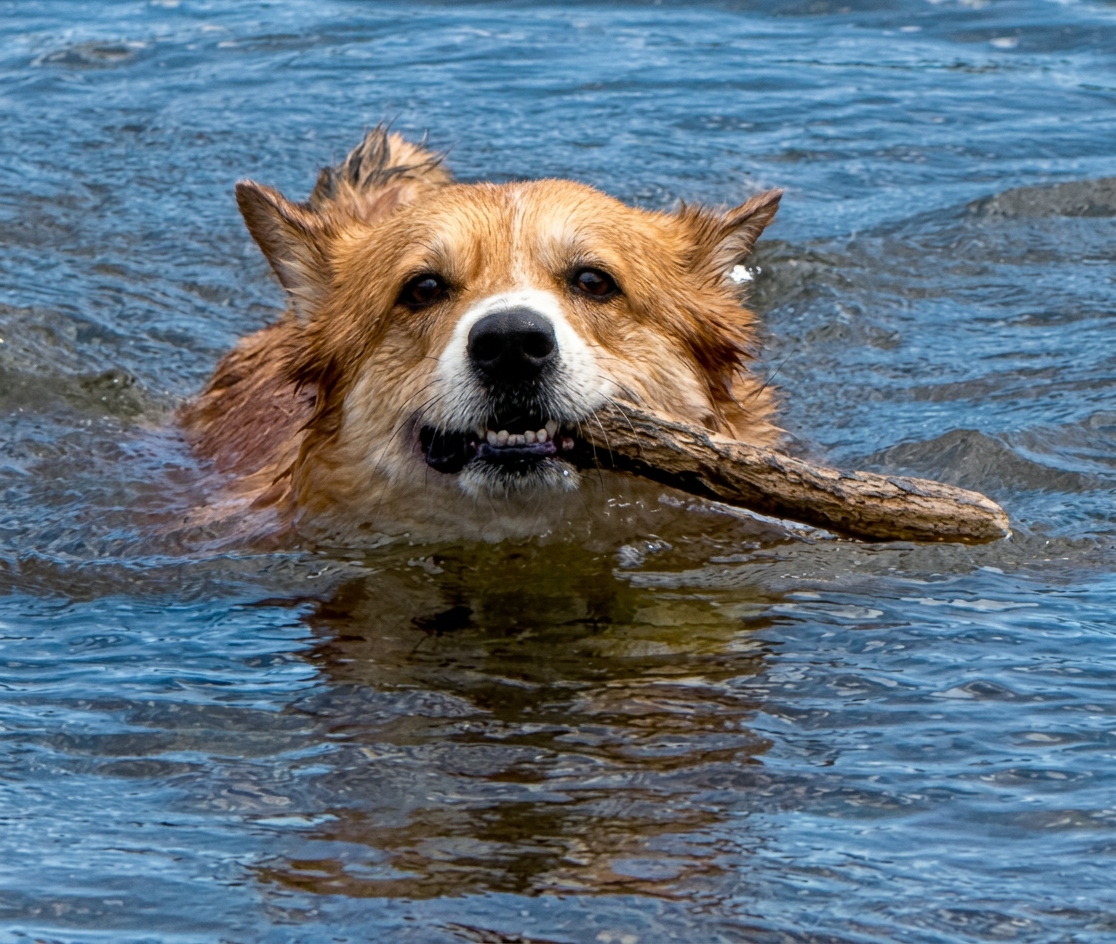 Lucy swimming PFT Lucy, Paws for Tales Therapy Dog